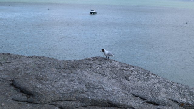 210503 sortie noirmoutier IMG 0020